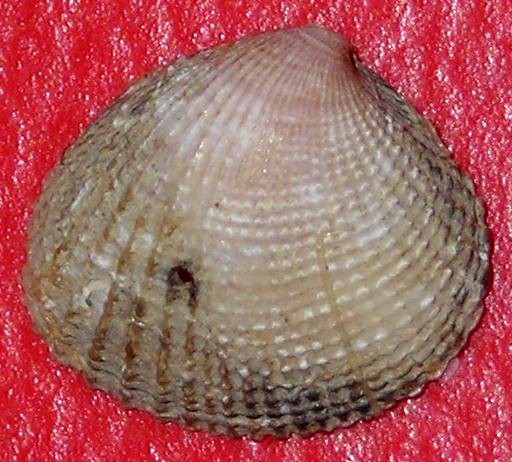 Conchiglie dall''Elba.